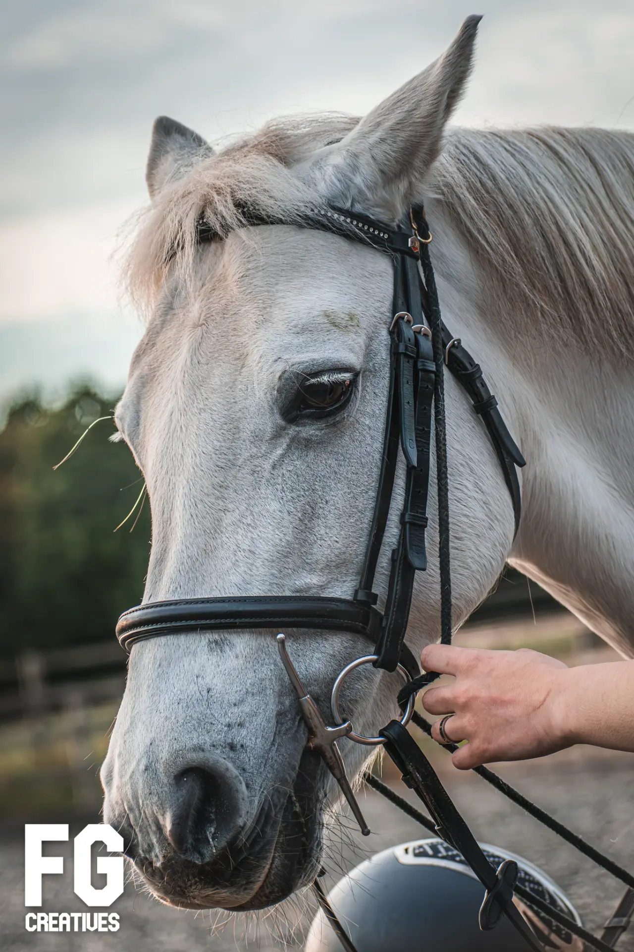 Detailed portrait of a white horse wearing its bridle